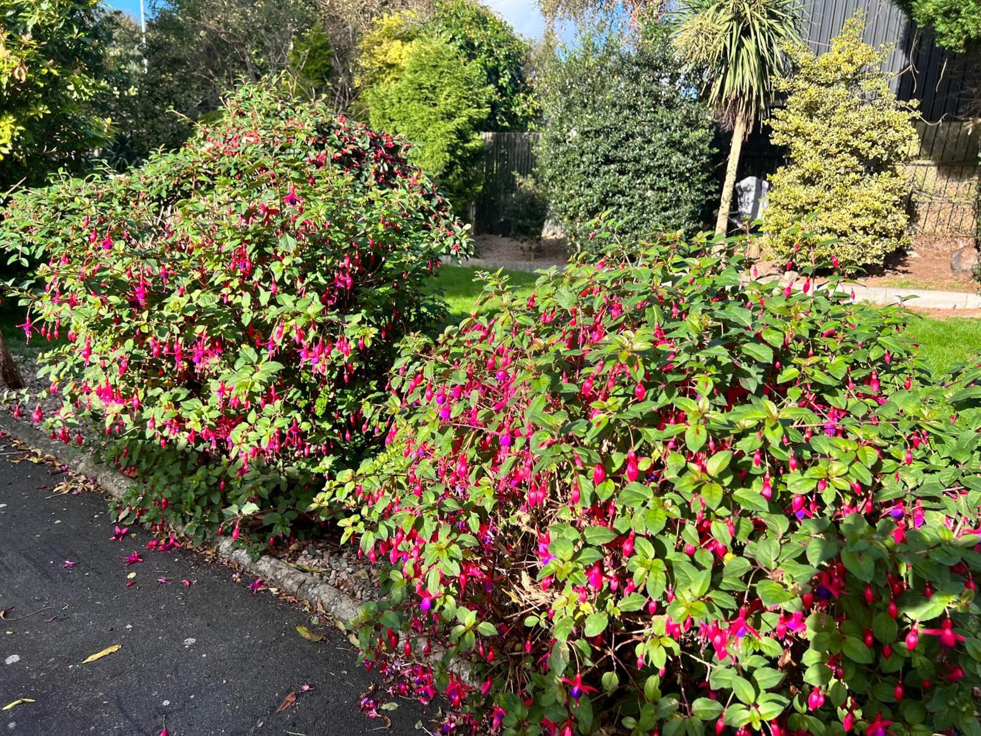 Ashfield Bed & Breakfast Belfast Eksteriør billede